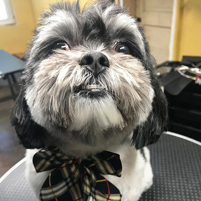 Dog Grooming Example 1