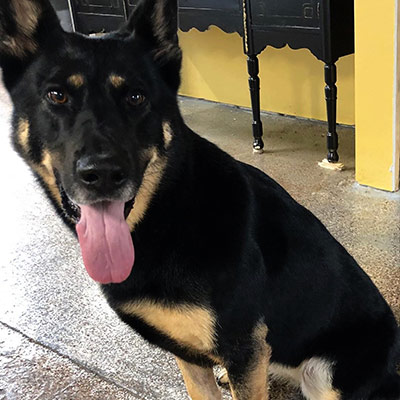 Dog Grooming Example 2