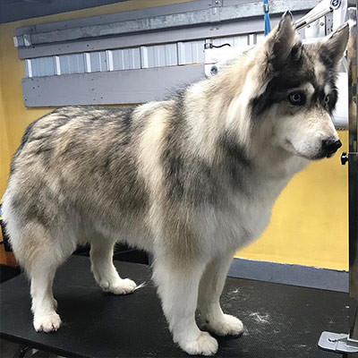 Dog Grooming Example 3