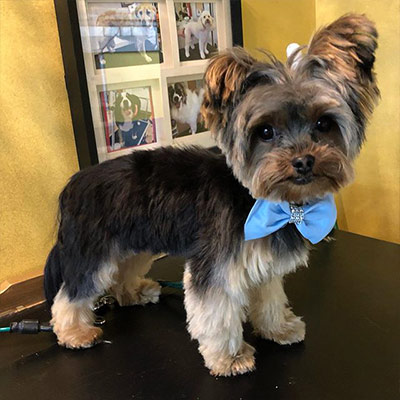 Dog Grooming Example 4