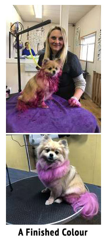 Gucci Poochi Dog Grooming